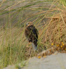 Western Marsh Harrier (Circus aeruginosus).

Elegant predator, soars with long wings over wetlands. Males have grey and rufous plumage, while females are rich, dark brown. Winter visitor to Pakistan.