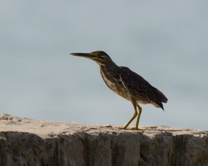 Striated Heron (Butorides striata). 

Compact hunter! Grey back, white belly, black cap. Stands still by water, waits to snatch fish and frogs.