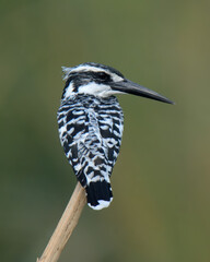 Pied Kingfisher (Ceryle rudis).

A common and widespread Kingfisher in Pakistan. It hovers in the air to look for fish to hunt. In Pakistan, often seen on Indus River and other wetlands, rivers.