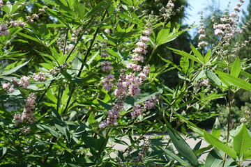 Inflorescences of Vitex agnus-castus bush in July