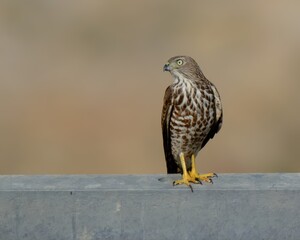 Shikra (Accipiter badius).

Agile hunter darts through trees & bushes, snatches birds & rodents. Common falconry bird in Pakistan.