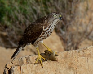 Shikra (Accipiter badius).

Agile hunter darts through trees & bushes, snatches birds & rodents. Common falconry bird in Pakistan.