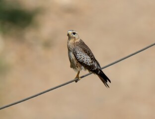 White-eyed Buzzard (Butastur teesa) Juvenile.

Small raptor, striking white eyes, brown plumage. Found in grasslands, agricultural areas, has a distinct high-pitched call, agile flight. 