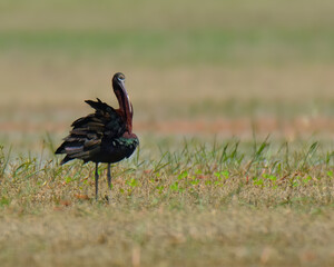 Glossy Ibis (Plegadis falcinellus).

Elegant wader with a curved bill! Black plumage shimmers in the sun. Probes mud for insects, crustaceans & small fish.