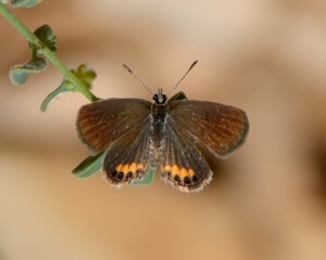 Grass Jewel or African Grass Jewel (Freyeria trochylus) in a barren hilly region of Pakistan.

Found from Africa to Asia. A tiny butterfly. I have only photographed it a few times in Pakistan.