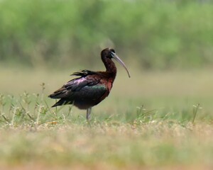 Glossy Ibis (Plegadis falcinellus).

Elegant wader with a curved bill! Black plumage shimmers in the sun. Probes mud for insects, crustaceans & small fish.