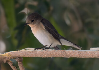 Red-breasted Flycatcher (Ficedula parva).

Small, colorful bird, bright orange-red throat, breast. Forests, woodlands. Feeds on insects, small invertebrates.