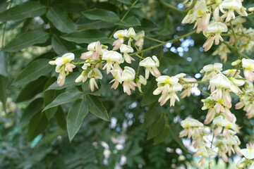 Close view of flowers of Styphnolobium japonicum tree in July