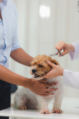 dog, hospital, pet, clinic, doctor, exam, examining, horizontal, indoor, medicine, nurse, photography, procedure, professional, specialist, veterinary, dentistry, health care, ill, occupation, operati