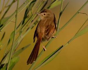 Pied Bush Chat (Saxicola caprata). 

Contrasting beauty! Male: black & white. Female: brown. Perches on shrubs, hunts insects in open habitats.