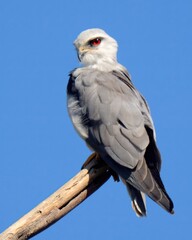 Black-winged Kite (Elanus caeruleus). 

Graceful raptor with black wing patches & piercing red eyes. Hovers over open fields & hunts rodents etc.