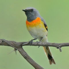 Small Minivet (Pericrocotus cinnamomeus).

Vibrant bird, bright orange or yellow plumage, a short tail. Forests, scrublands. Feeds on insects, small fruits.