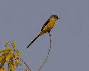 Long-tailed Minivet (Pericrocotus ethologus).

Colorful bird, bright red or orange plumage, long tail. Forests, woodlands. Feeds on insects, small invertebrates.