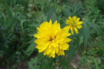 2 yellow flowers of Rudbeckia laciniata Goldquelle in July