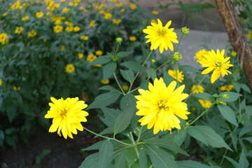 Blossom of Rudbeckia laciniata Goldquelle in July