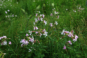 Close up of wild sweet William (saponaria officinalis) flowers in bloom