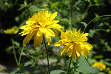 Close up of two yellow flowers of Rudbeckia laciniata Goldquelle in mid July