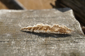 Wheat on a trunk in autumn.
