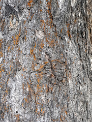 Old Raw tree texture background. Mountain tree wooden texture close up