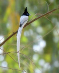 Obraz premium Indian Paradise Flycatcher (Terpsiphone paradisi).Dazzling summer visitor where I live! Males boast extra-long tails for displays. Agile hunter, snatches insects mid-air in wooded areas.