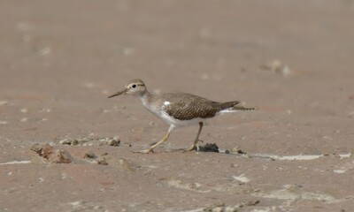 Common Sandpiper (Actitis hypoleucos) on a wetland of Pakistan.

An awkward little wader with unique whirring flight.