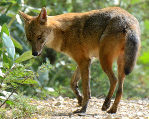 Golden Jackal (Canis aureus).

Wily opportunist! Thrives in diverse habitats. Adaptable hunter, eats meat, fruit, & carrion. Found in Eurasia.