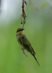 Asian Green Bee-eater (Merops orientalis).

Flashy acrobat! Emerald green plumage with a long, colorful tail. Catches insects mid-air with lightning dives.