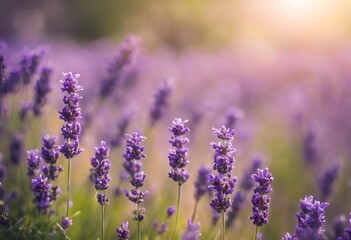 Obraz premium lavender flowers plant and blooming on blurred nature background