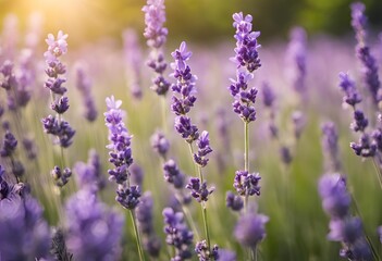 Obraz premium lavender flowers plant and blooming on blurred nature background