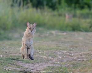 Jungle Cat (Felis chaus). 

Agile hunter in wetlands, plains. Graceful, threatened. Sandy coat with black ear tufts.