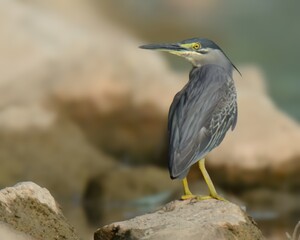 Striated Heron (Butorides striata). 

Compact hunter! Grey back, white belly, black cap. Stands still by water, waits to snatch fish & frogs.