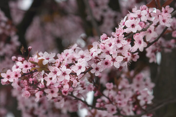A blossoming branch of an ornamental plum tree with pink flowers