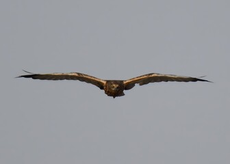 Western Marsh Harrier (Circus aeruginosus).
Elegant predator, soars with long wings over wetlands. Males have grey and rufous plumage, while females are rich, dark brown. Winter visitor to Pakistan.