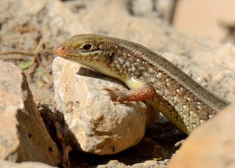 A Snake-eyed Lizard or Skink.

Exact species unknown. One of following:

Snake-eyed Lizard (Ophisops elegans) or Jerdon's cabrita (Ophisops jerdonii) or Asian Snake-eyed Skink (Ablepharus pannonicus).