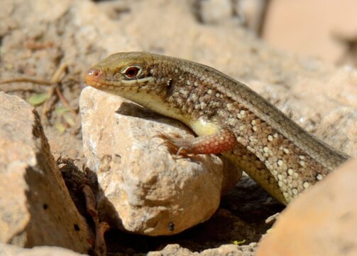 A Snake-eyed Lizard or Skink.

Exact species unknown. One of following:

Snake-eyed Lizard (Ophisops elegans) or Jerdon's cabrita (Ophisops jerdonii) or Asian Snake-eyed Skink (Ablepharus pannonicus).