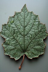  line, leaf with three stems, the top stem, edge is dripping, like dew, green swirled, yellow