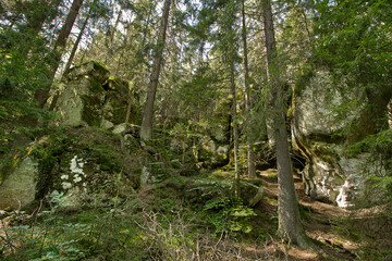 A forest landscape with picturesque cliffs. Nature of Poland