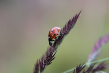 ladybug on a blade of grass