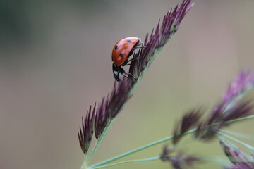 ladybug on a blade of grass