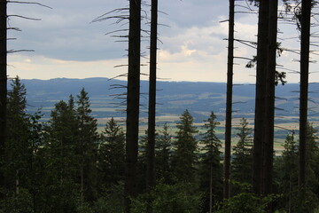 sunset in the forest