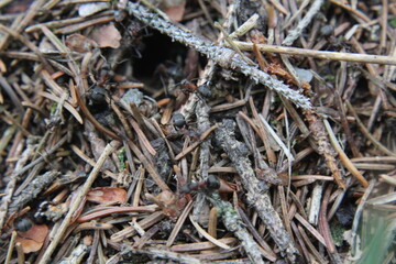 ants on the grass