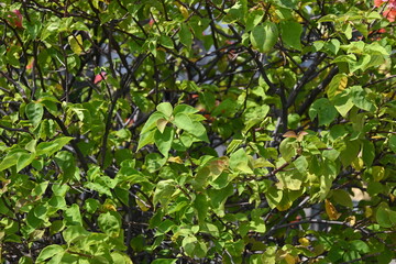 Obraz premium close up of plant bush leaves