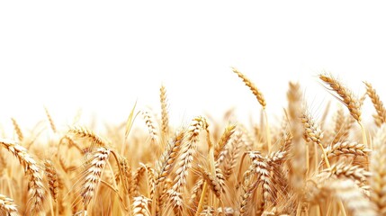 Background of wheat field with copy space for agriculture activities