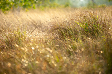 Savanna grassland on Phra Thong Island