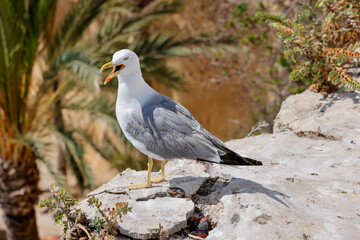 A beautiful seagull grey and white bird sitting on a rock on a sunny summers day