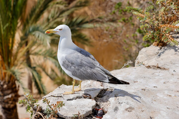 A beautiful seagull grey and white bird sitting on a rock on a sunny summers day
