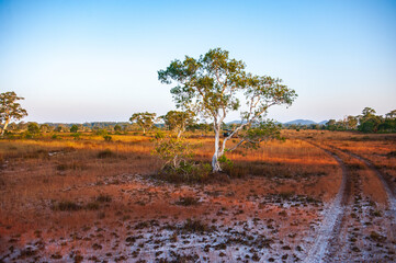 Obraz premium Savanna grassland on Phra Thong Island