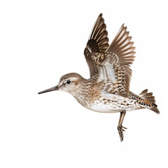 Sandpiper (Calidris glareola) isolated on white background