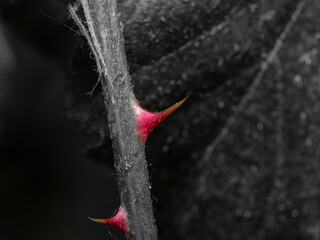 leaf on black background