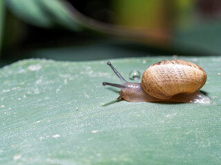 snail on a leaf